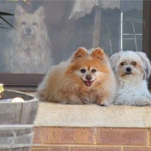 Meet your Posher, Sandy